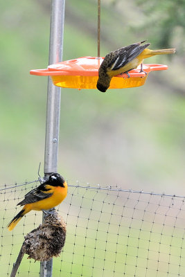 orioles-62625.jpg