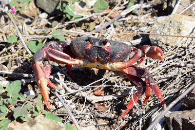 Cuba-crab-migration-61600.jpg