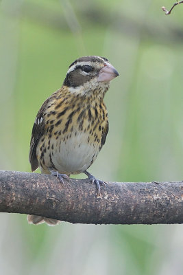 rose-breasted-grosbeak-female-62680.jpg