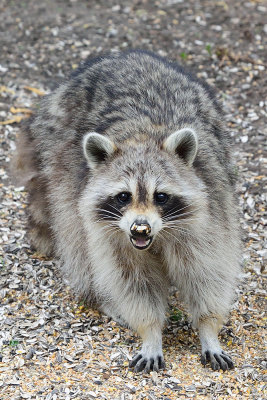 racoon-62738.jpg