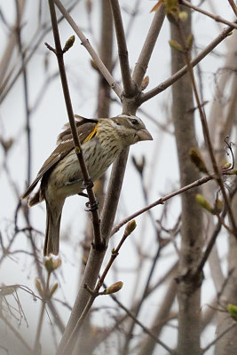 rose-breasted-grosbeak-female-62695.jpg