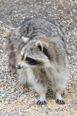 racoon-62740.jpg