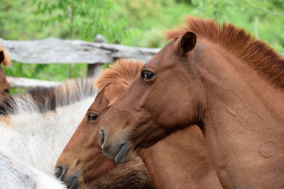 Cuban-horses-61375.jpg