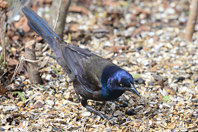 Common-Grackle-62247.jpg