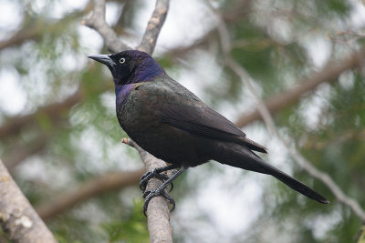 grackle 62294.jpg