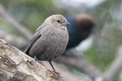 brown-headed-cowbird-female-62313.jpg
