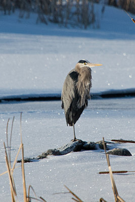 blue-heron-on-ice-61899.jpg