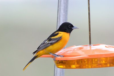 oriole-62710.jpg