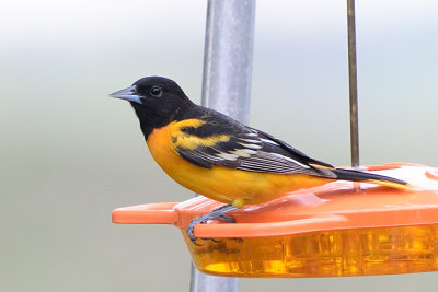 oriole-62711.jpg