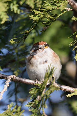 tree-sparrow-62066.jpg