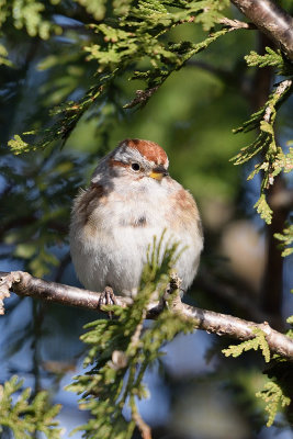 tree-sparrow-62067.jpg
