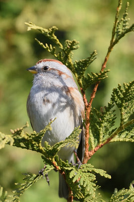 tree-sparrow-62073.jpg