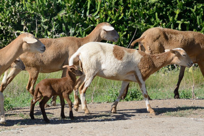 goats-61089.jpg