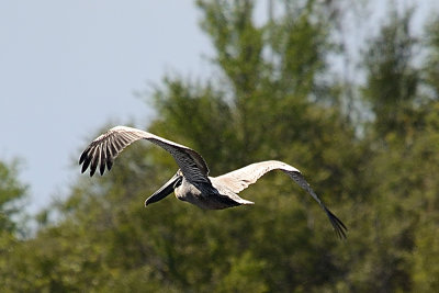 pelican-61192.jpg