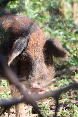 pig-61745.jpg