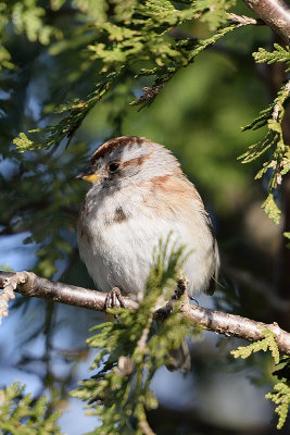 tree-sparrow-62071.jpg