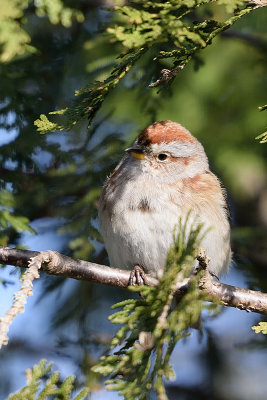 tree-sparrow-62069.jpg