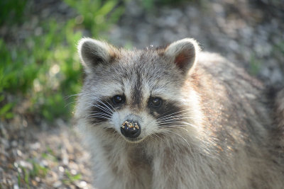 racoon-63037.jpg