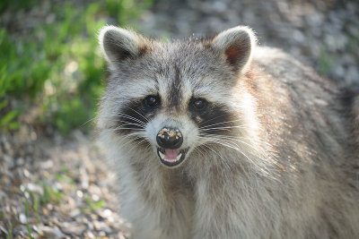 racoon-63038.jpg