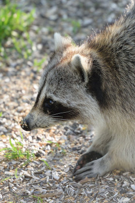 racoon-63031.jpg