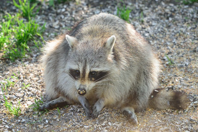 racoon-63040.jpg