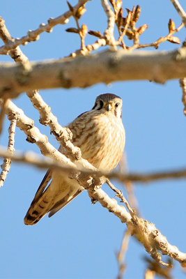 american-kestrel-62203.jpg