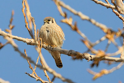 american-kestrel-62204.jpg