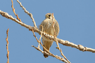 american-kestrel-62207.jpg