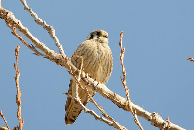 american-kestrel-62214.jpg
