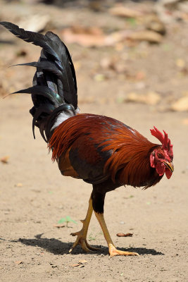 rooster-61673.jpg