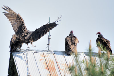 turkey-vultures-62993.jpg