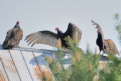 turkey-vultures-63002.jpg