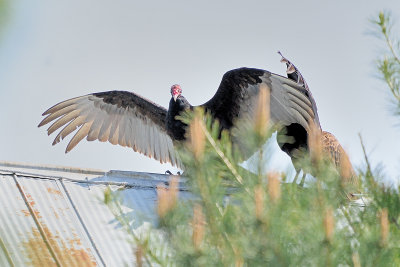 turkey-vultures-63007.jpg