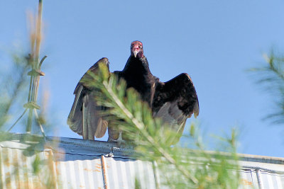 turkey-vulture-1248.jpg