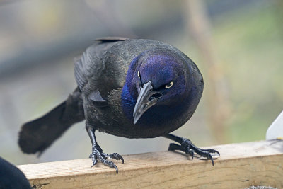 grackle-62467.jpg