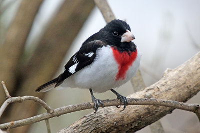 rose-breasted-grosbeak-62452.jpg