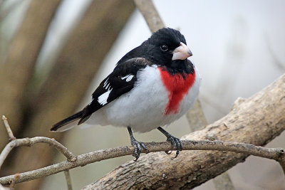 rose-breasted-grosbeak-62452.jpg