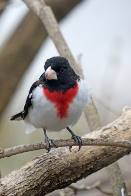 rose-breasted-grosbeak-62453.jpg