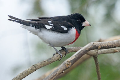 rose-breasted-grosbeak-62460.jpg