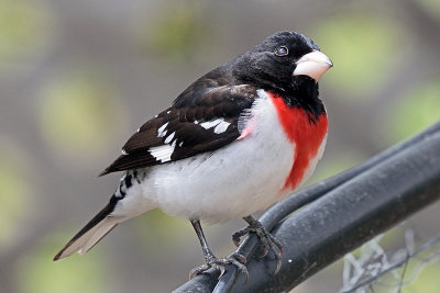 rose-breasted-grosbeak-62486.jpg