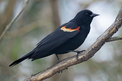 redwing-blackbird-62471.jpg