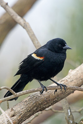 redwing-blackbird-62465.jpg