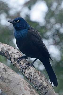 grackle-62508.jpg