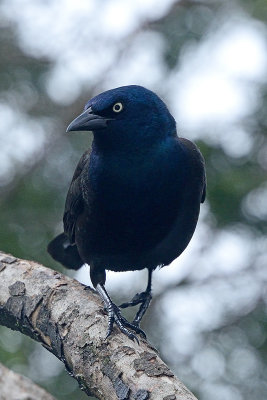 grackle-62507.jpg