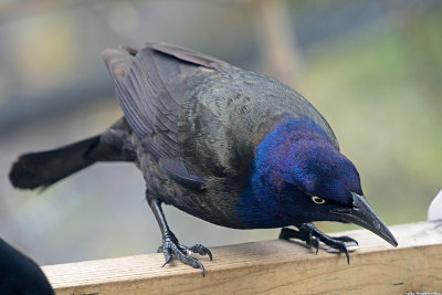 grackle-62466.jpg