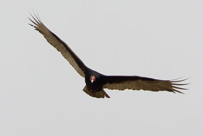 turkey-vulture-62510.jpg