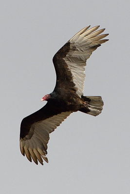 turkey-vulture-62516.jpg