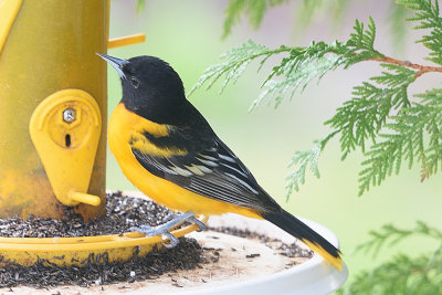 oriole-62610.jpg