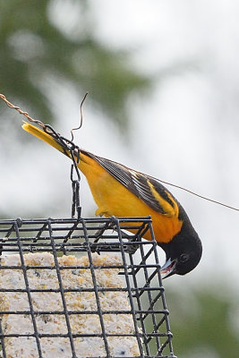 oriole-62616.jpg
