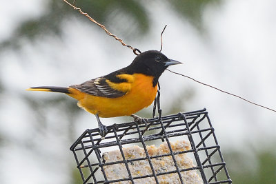 oriole-62613.jpg